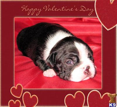 Boston Terrier Puppies for Sale